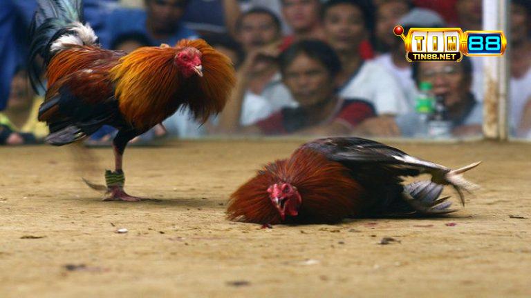Đá gà cựa dao