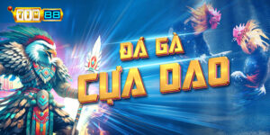 Đá gà cựa dao