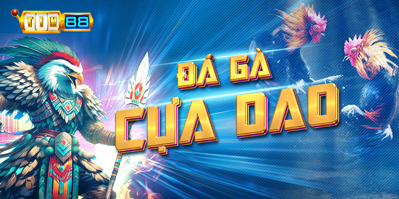 Đá gà cựa dao