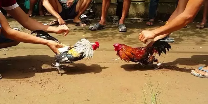 Đá Gà Thomo Là Gì