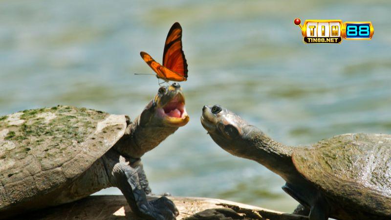 Mơ bắt được ba ba là điềm gì?