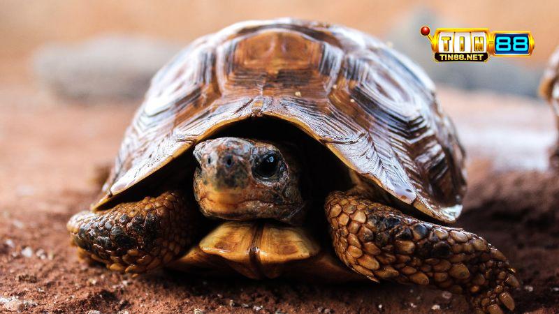 Những lưu ý khi vào số theo giấc mơ ba ba