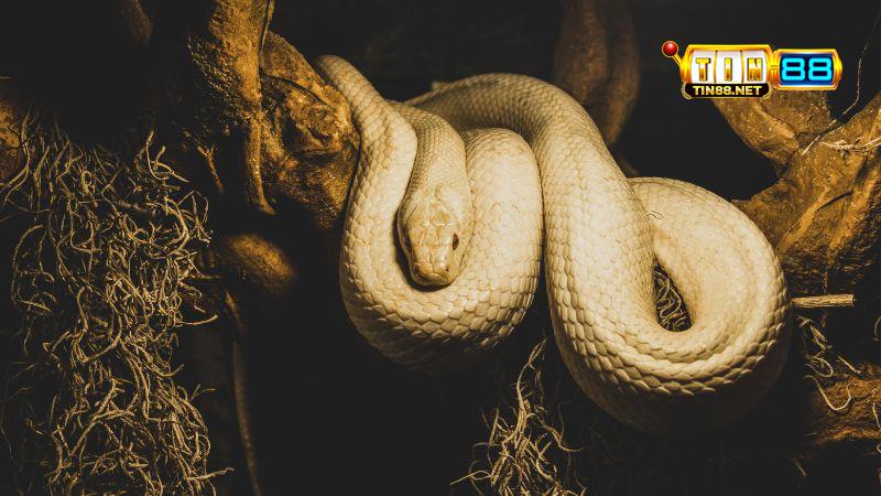 Mơ thấy rắn đánh con gì?