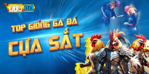 Top giống gà đá cựa sắt