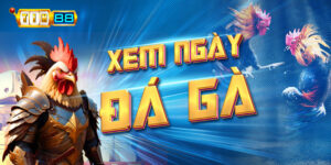 Cách xem ngày đá gà cầu may